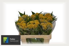 Celosia Reprise Gold 55cm
