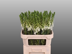 Antirrhinum Avignon White 80cm