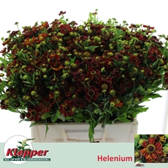 Helenium Autumn Fire 55cm