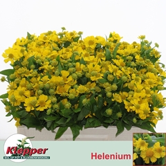 Helenium Kanaria 50cm