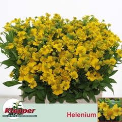 Helenium Kanaria 55cm