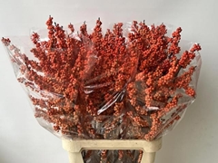 Ilex Verticillata Magical Daydream 100cm