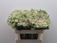 Brassica Crane King 70cm