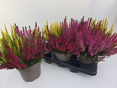 Calluna Garden Girls Trio Girls 19Ø 35cm