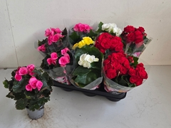 Begonia Double Mix 9Ø 25cm