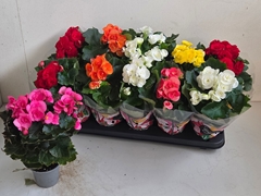 Begonia Double Mix 9Ø 28cm