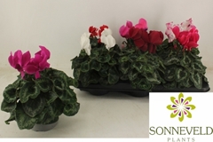 Cyclamen Halios Hd 13Ø 27cm