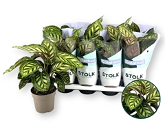 Calathea Makoyana 14Ø 40cm