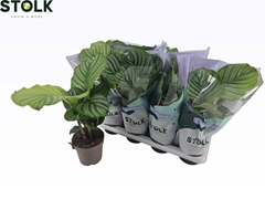 Calathea Orbifolia 14Ø 40cm