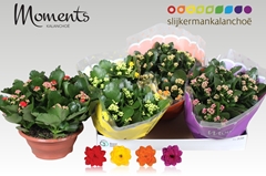 Kalanchoe Double Mix 23Ø 25cm