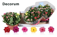 Kalanchoe Double Mix 23Ø 28cm