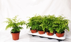 Adiantum Raddianum Fragrans 12Ø 30cm