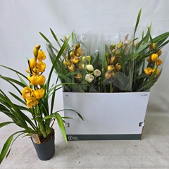 Cymbidium Mixed 14Ø 70cm 1st