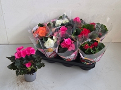 Begonia Double Mix 9Ø 25cm