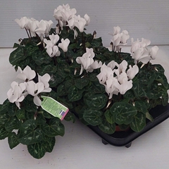 Cyclamen Super Serie Allure 10Ø 27cm