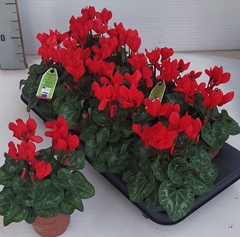 Cyclamen Super Serie Carino 10Ø 27cm