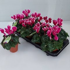 Cyclamen Super Serie Allure 10Ø 27cm