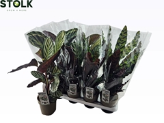 Calathea Mixed 4 Varietys 14Ø 60cm