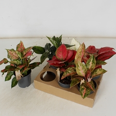 Aglaonema Mix 12Ø 30cm