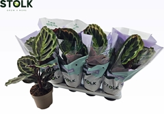 Calathea Medallion 14Ø 45cm