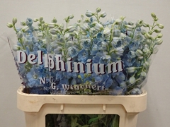 Delphinium Double Dewi Boy 80cm