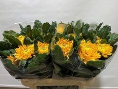 Chrysanth Single Astro 75cm 100gr.
