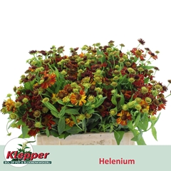 Helenium Autumn Fire 40cm