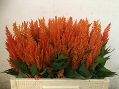 Celosia Apricot Brandy 55cm
