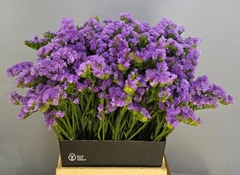 Limonium Sinuatum Tessa Malva 50cm 20gr.