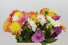 Dahlia Mix Per Bunch 42cm