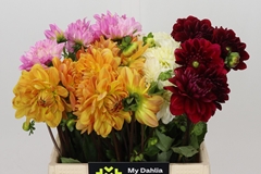 Dahlia Mix 40cm