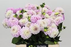 Dahlia Genova 40cm
