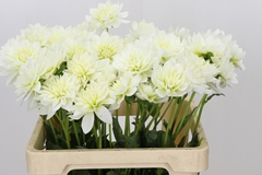 Dahlia Karma Maarten Zwaan 60cm