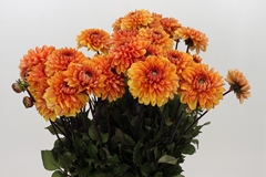 Dahlia Love Of My Life 55cm