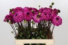 Dahlia Romantica 55cm