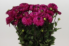 Dahlia Romantica 55cm