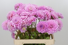 Dahlia Sweet Love 60cm