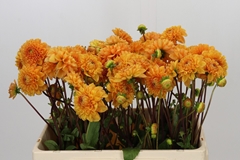 Dahlia Sylvia 55cm