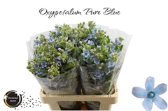 Oxypetalum Tanioka Pure Blue 60cm