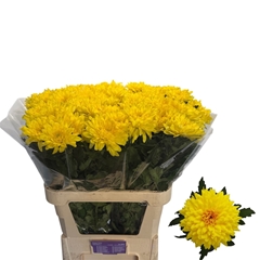 Chrysanth Singe Yeti Dark Yellow 80cm 80gr.