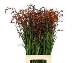 Crocosmia Lucifer 80cm