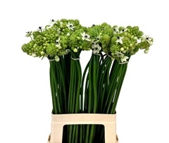 Ornithogalum Saundersiae 70cm