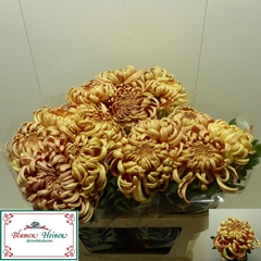 Chrysanth Single Vienna Copper 75cm 110gr.