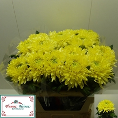 Chrysanth Single Magnum Yellow 75cm 130gr.