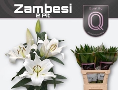 Lily Oriental Zambesi 80cm 2+