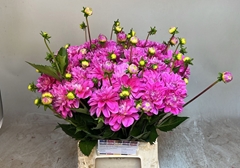 Dahlia Joseph 55cm