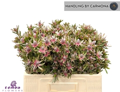 Leucadendron Ayoba Star Pearl 50cm Spray