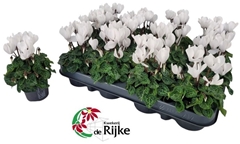 Cyclamen Super Serie Verano 7Ø 18cm