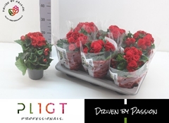 Begonia Double Halo 14Ø 31cm
