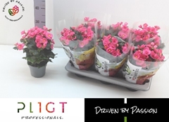 Begonia Double Adonia Pink 14Ø 35cm